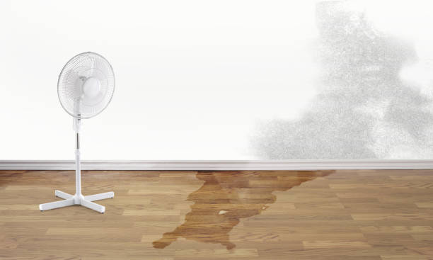 Best Carpet water damage restoration  in Toulon, IL