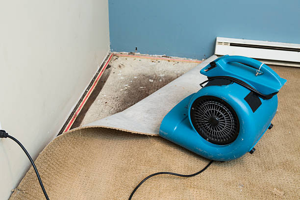 Best Water damage cleanup near me  in Toulon, IL